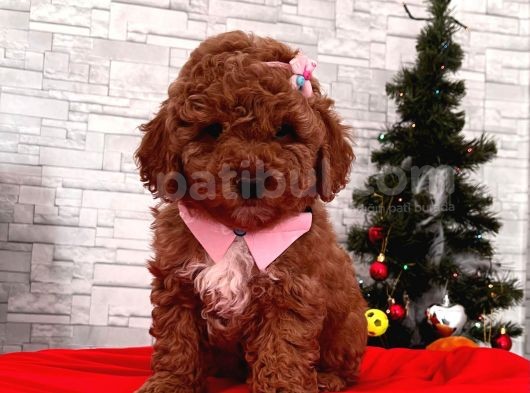 Safkan Toy Poodle Yavrularımız görsel