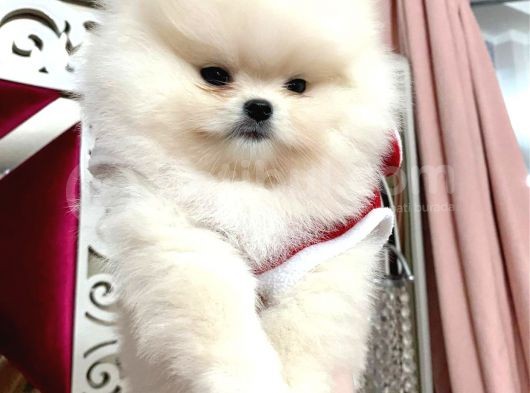 Karbeyaz Ayicik Erkek Pomerani̇an Boo görsel