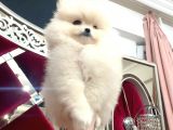Karbeyaz Ayicik Erkek Pomerani̇an Boo