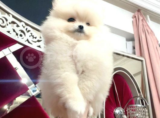Karbeyaz Ayicik Erkek Pomerani̇an Boo görsel