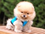 Orjinal Pomeranian Boo Yavrularımız