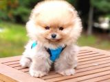 Orjinal Pomeranian Boo Yavrularımız