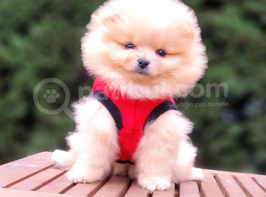 Pomeranian Boo Teddy Bear Yavrular görsel