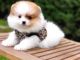 Teddy Face Pomeranian Boo Yavrularımız