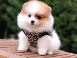 Teddy Face Pomeranian Boo Yavrularımız