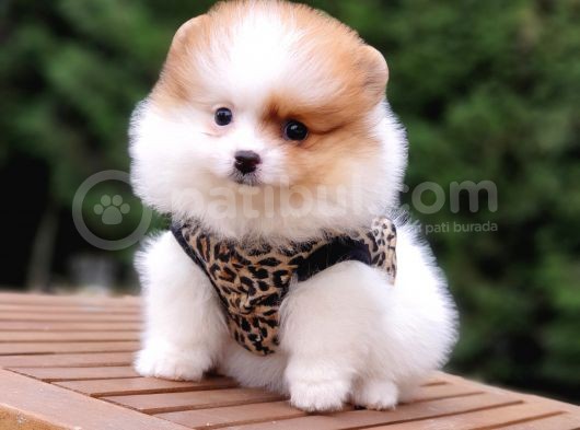 Teddy Face Pomeranian Boo Yavrularımız görsel