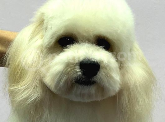 Baby Face Maltipoo Erkek Yavrumuz 2.5 Kg 8 Aylık görsel
