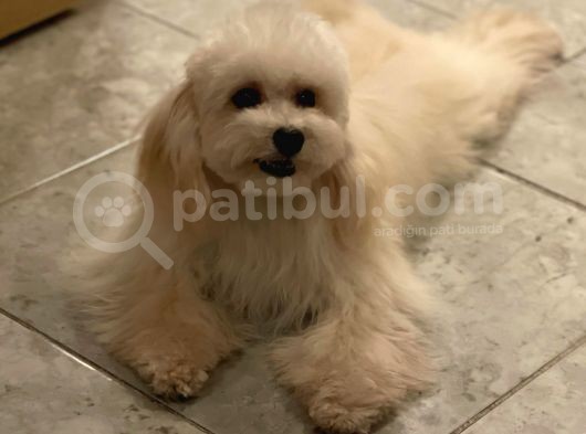 Orjinal Maltipoo Erkek Yavrumuz 2.5 Kg 8 Aylık