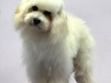 Baby Face Maltipoo Erkek Yavrumuz 2.5 Kg 8 Aylık