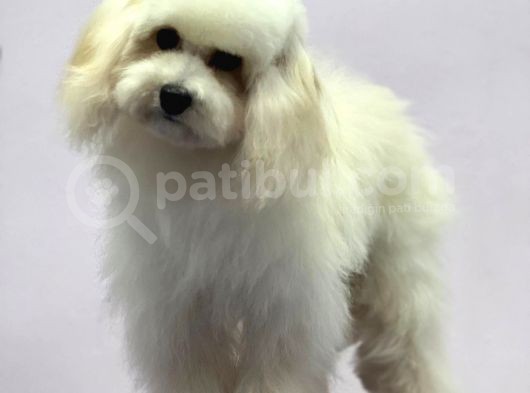 Baby Face Maltipoo Erkek Yavrumuz 2.5 Kg 8 Aylık görsel