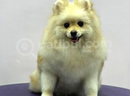 Sevimli Pomeranian Spitz Erkek Yavrumuz görsel