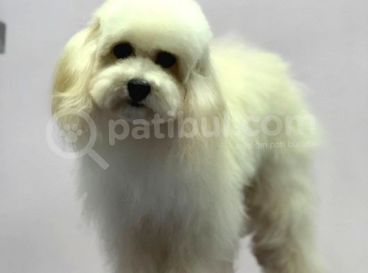 Baby Face Maltipoo Erkek Yavrumuz 2.5 Kg 8 Aylık görsel