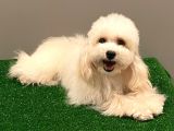Orjinal Maltipoo Erkek Yavrumuz 2.5 Kg 8 Aylık