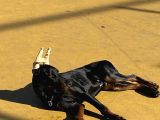 6 Aylık A Secereli Doberman Şampiyon Kan Hattı