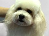 Baby Face Maltipoo Erkek Yavrumuz 2.5 Kg 8 Aylık