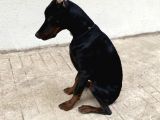6 Aylık A Secereli Doberman Şampiyon Kan Hattı
