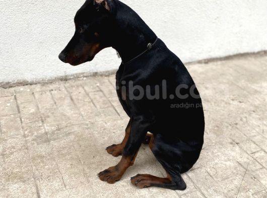6 Aylık A Secereli Doberman Şampiyon Kan Hattı görsel