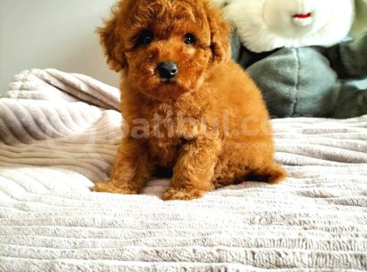 Irk Ve Sağlık Garantili  Toy Poodle Yavrulari görsel