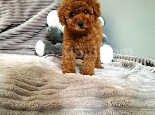 Irk Ve Sağlık Garantili  Toy Poodle Yavrulari