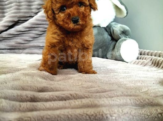 Irk Ve Sağlık Garantili  Toy Poodle Yavrulari görsel