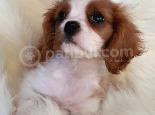 Orijinal Cavalier King Charles Erkek Yavrumuz görsel