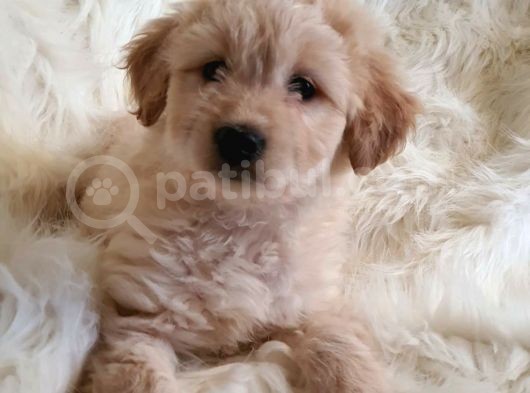 Sevimli Dişi Apricot Maltipoo Yavru