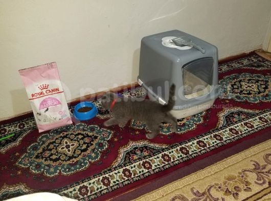 Scotti̇sh Fold Di̇şi̇ görsel
