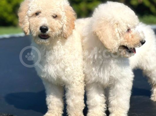Türki̇yede Tek Mi̇ni̇ Ve Standart Boy Labradoodle Bebekler görsel