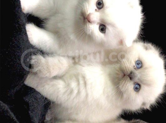 Scottish Fold Disi Ve Erkek Yavrular görsel