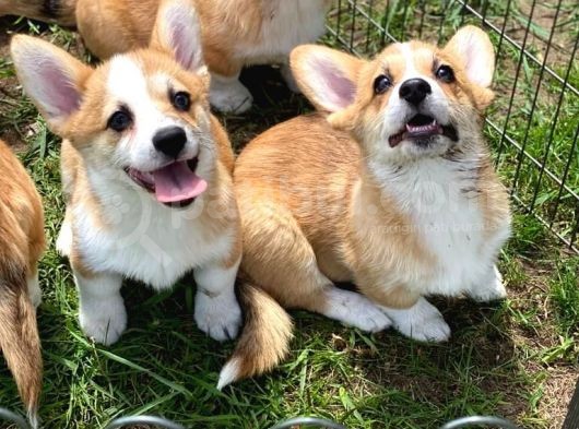 Türkiyede Tek Welsh Corgi Bebekler