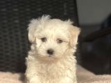 Show Kalite Maltese Terier Bebekler