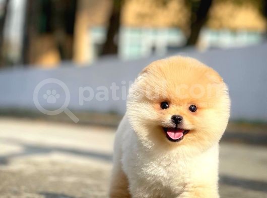 Irk Ve Sağlık Garantili Pomeranian Boo Yavrularımız