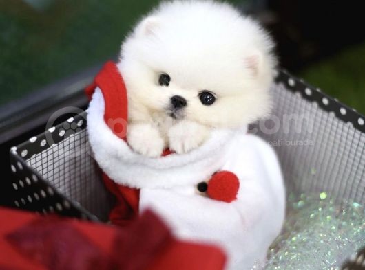 Sevimli Ve Sempatik Pomeranian Boo Kızımız Molly görsel