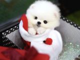Irk Ve Sağlık Garantili Pomeranian Boo Yavrularımız
