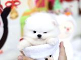 Sevimli Ve Sempatik Pomeranian Boo Kızımız Molly