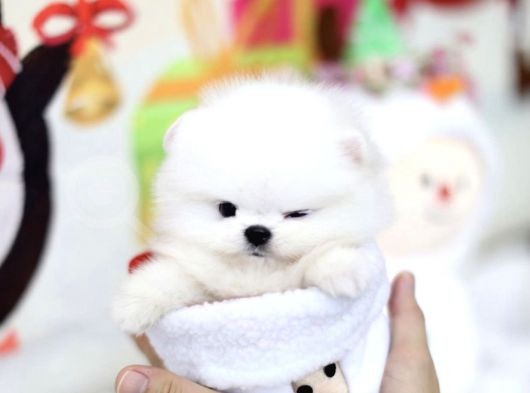Sevimli Ve Sempatik Pomeranian Boo Kızımız Molly görsel