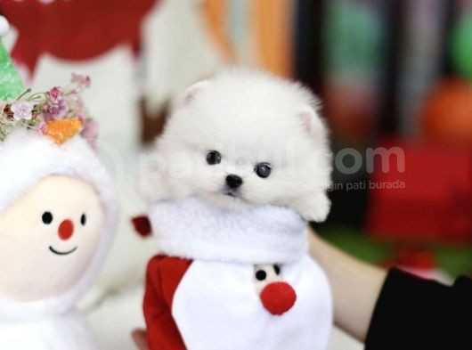 Sevimli Ve Sempatik Pomeranian Boo Kızımız Molly görsel