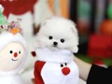 Irk Ve Sağlık Garantili Pomeranian Boo Yavrularımız