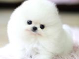 Irk ve Sağlık Garantili Pomeranian Boo Yavrularımız