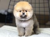 Ayıcık Suratlı Pomeranian Boo Yavrumuz