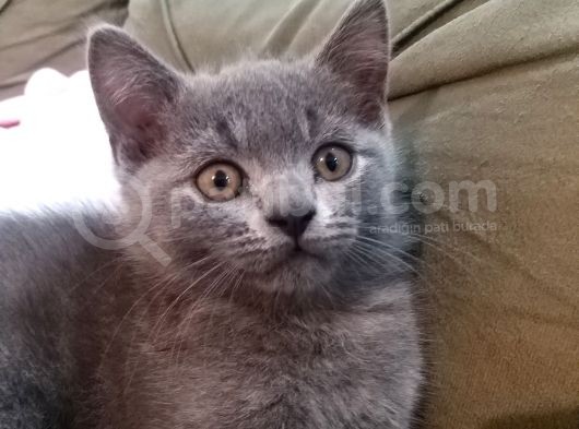 2.5 Aylık British Shorthair Yavrumuz Yuvasını Arıyor görsel