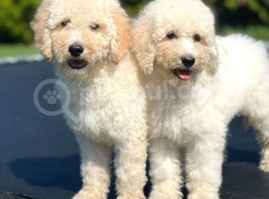 Türki̇yede Tek Labradoodle Bebekler