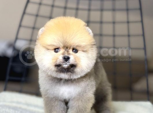 Ayıcık Suratlı Pomeranian Boo Yavrumuz