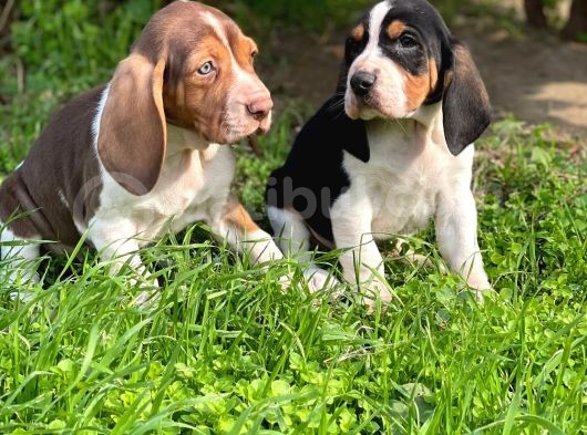Show Kalite Safkan Secereli Basset Hound Yavrular