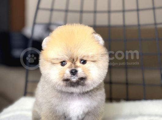 Ayıcık Suratlı Pomeranian Boo Yavrumuz görsel