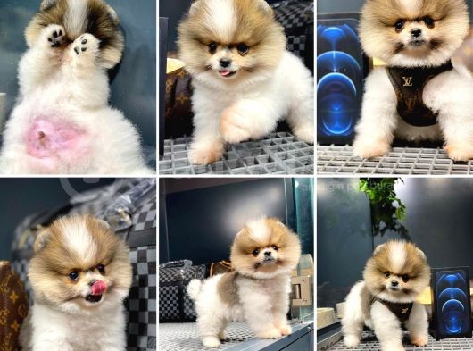 Özel Renk Yapısına Sahip Pomeranian Boo Yavrumuz