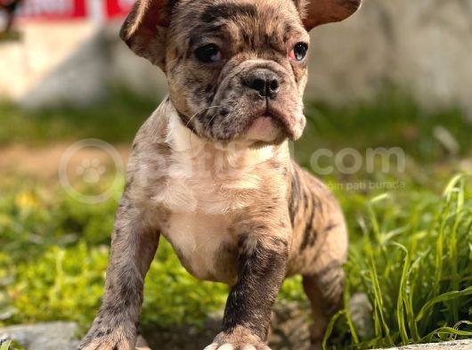 Show Kalite French Bulldog Yavrular