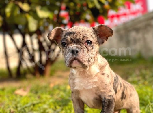 Show Kalite French Bulldog Yavrular görsel
