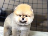 Ayıcık Suratlı Pomeranian Boo Yavrumuz