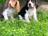 Show Kalite Safkan Secereli Basset Hound Yavrular